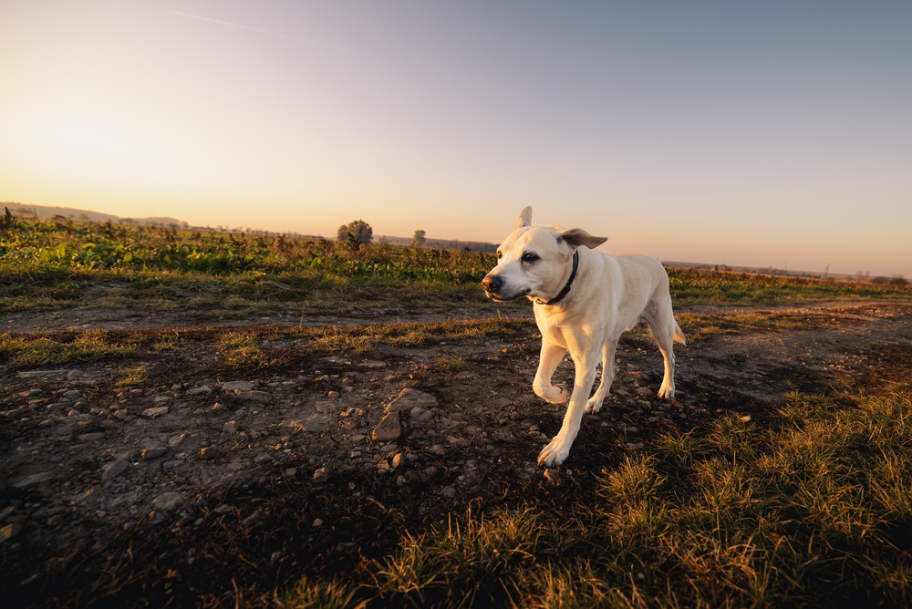An old white dog trotting across a field at sunset