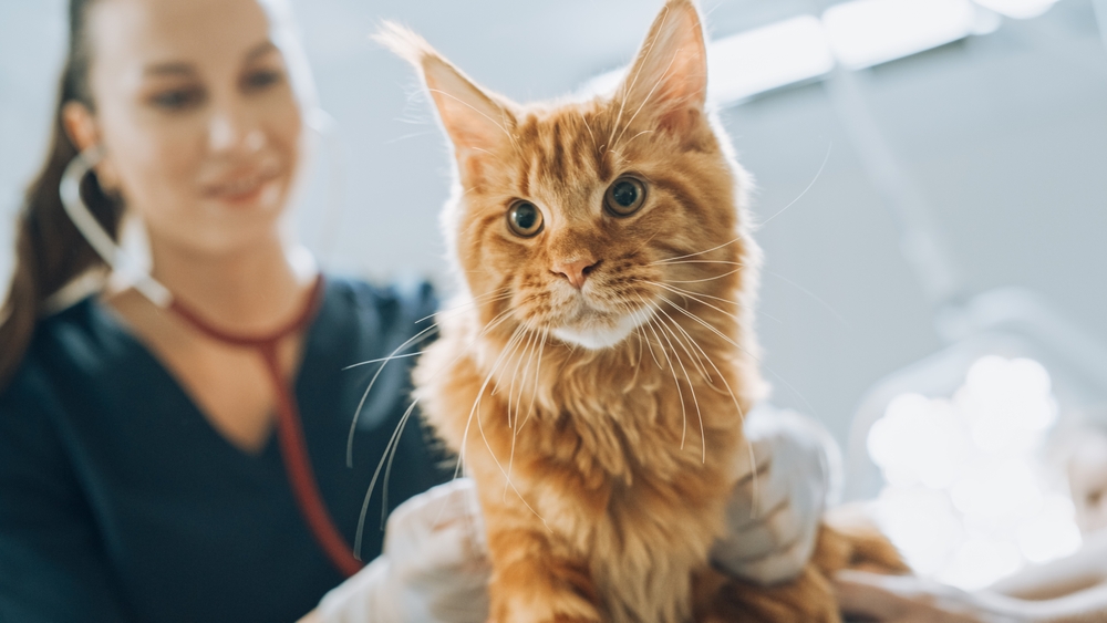 A veterinarian with a stethoscope examining an orange cat