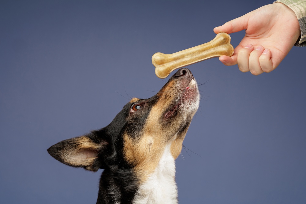 A dog reaching up for a bone treat from an outstretched hand