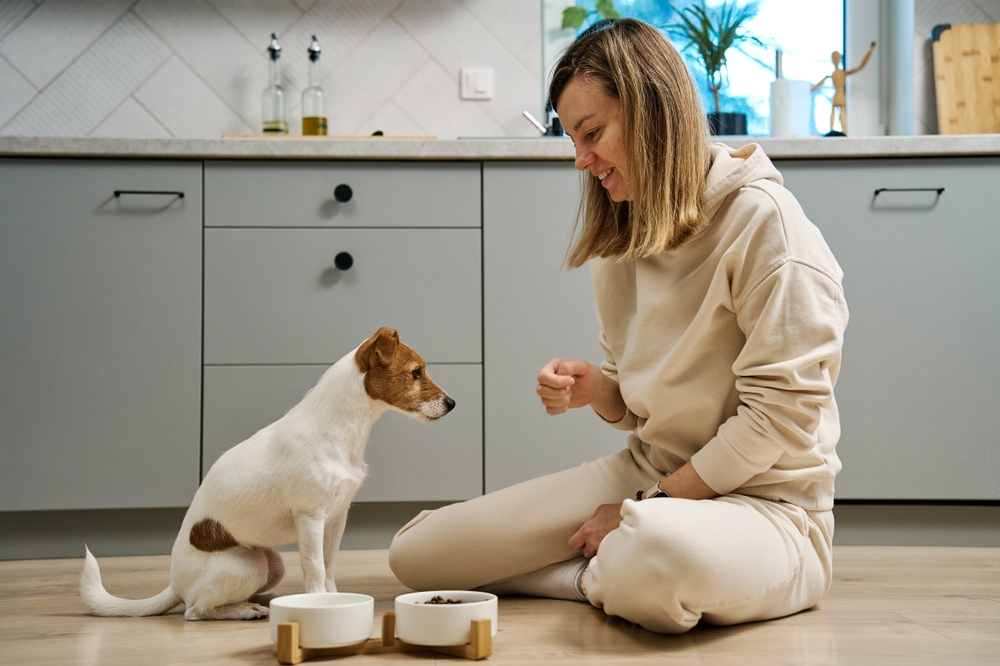 A woman sitting on a kitchen floor feeding a Jack Russell terrier